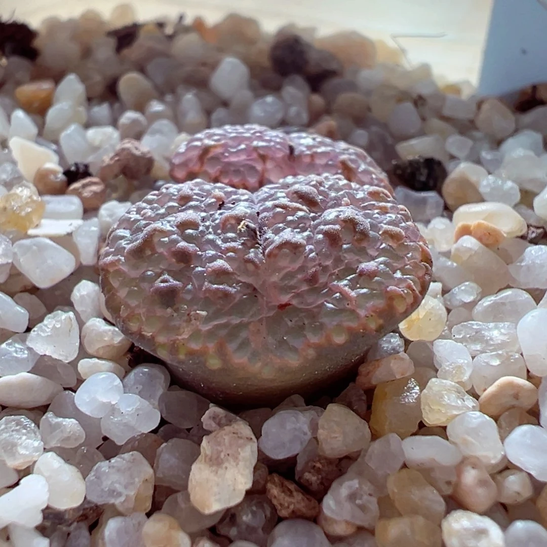 1230-378多肉多肉鱼子酱泡泡