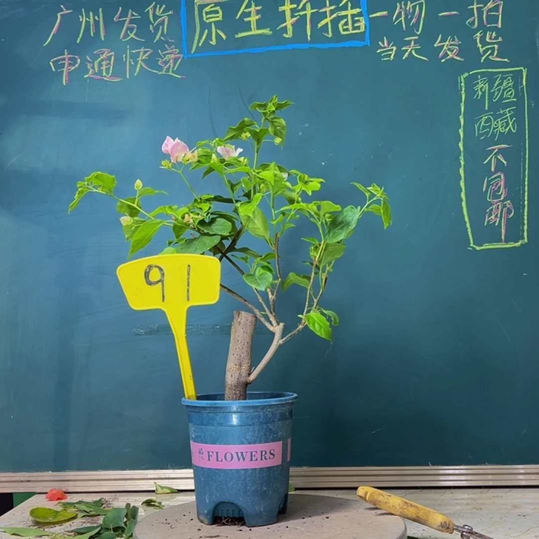 当前无花栽培后可以开花广红樱 坨坨 91