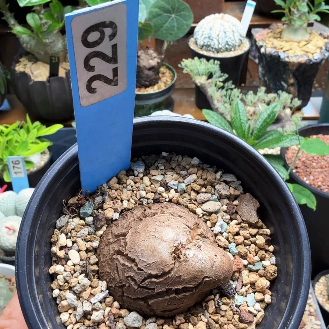 异形龟229块根植物