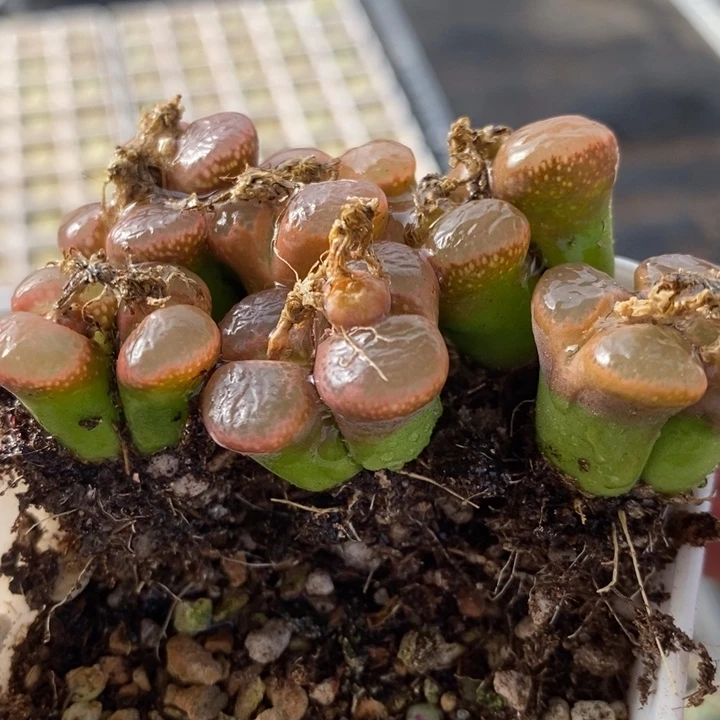 681一组一组一组