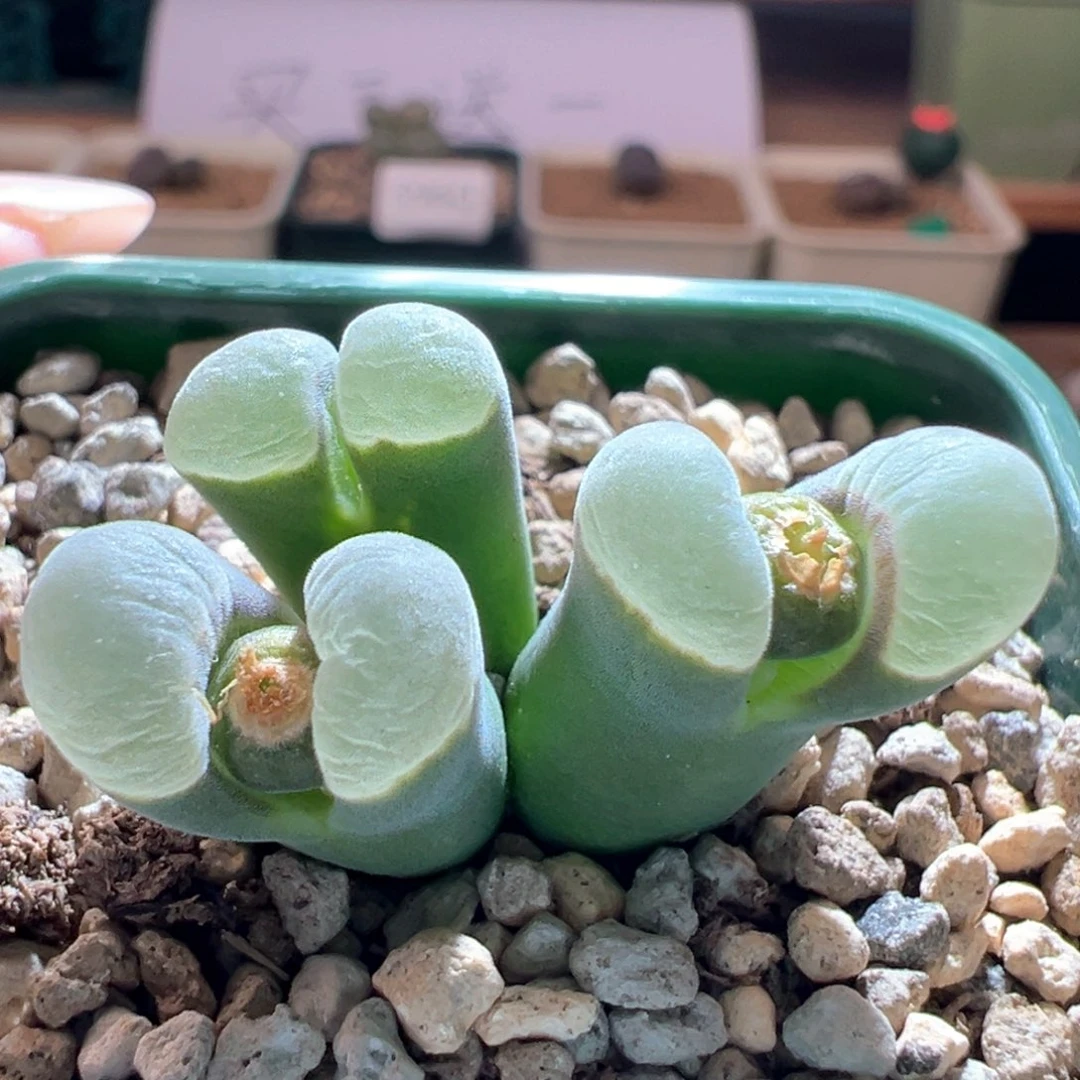 w179。优选青蛙5年2151。3.1cm整体冠服 带盆发货