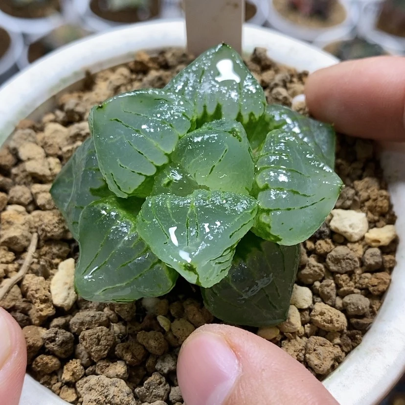 【闪购商品】185琉璃
