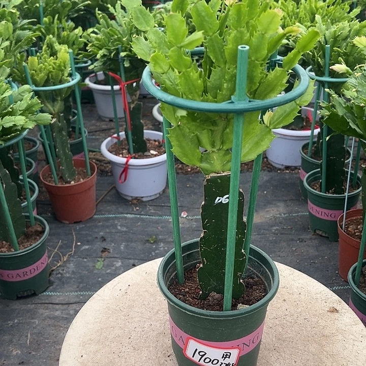 用***1060蟹爪兰原土带花架