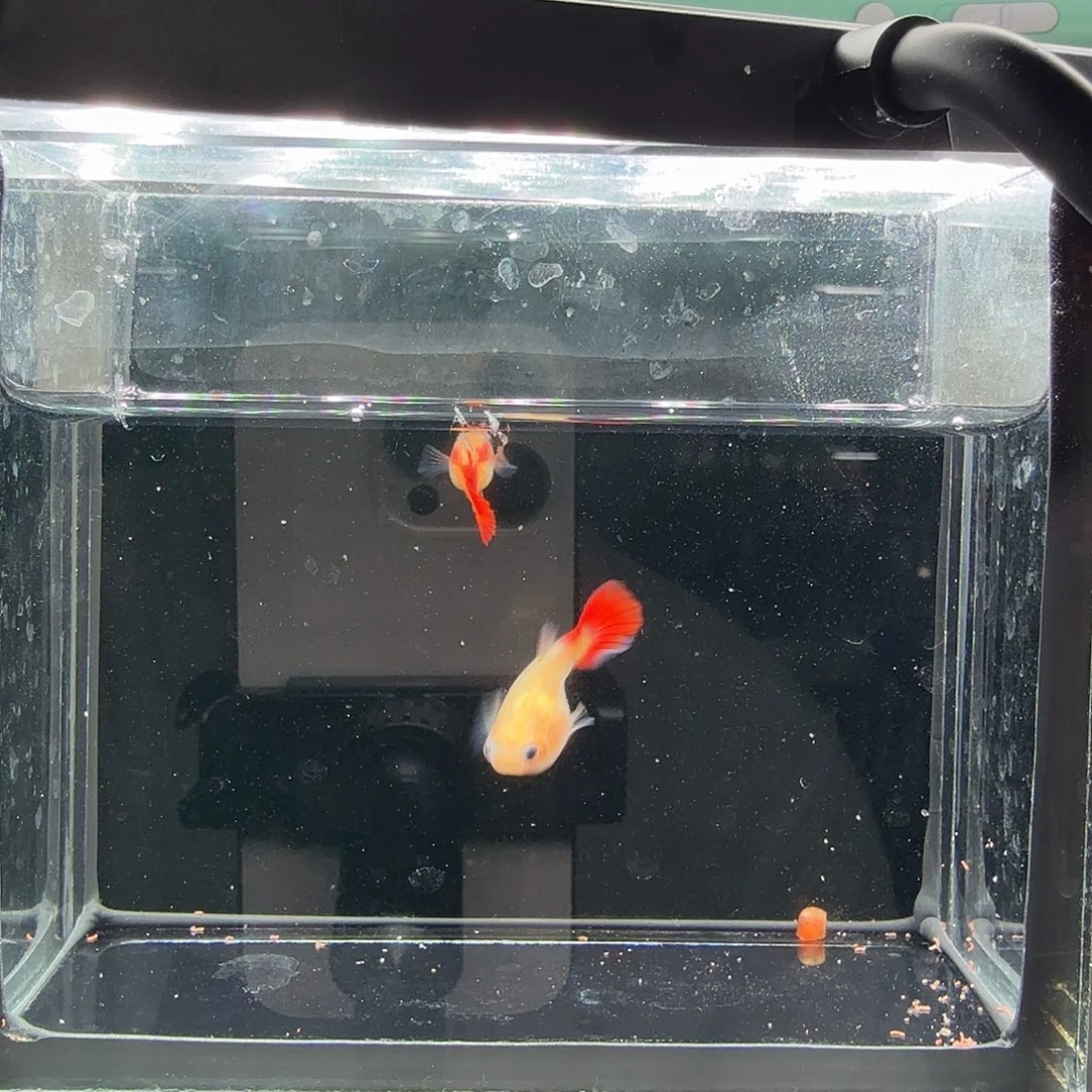 孔雀鱼玻璃猫孔雀鱼19