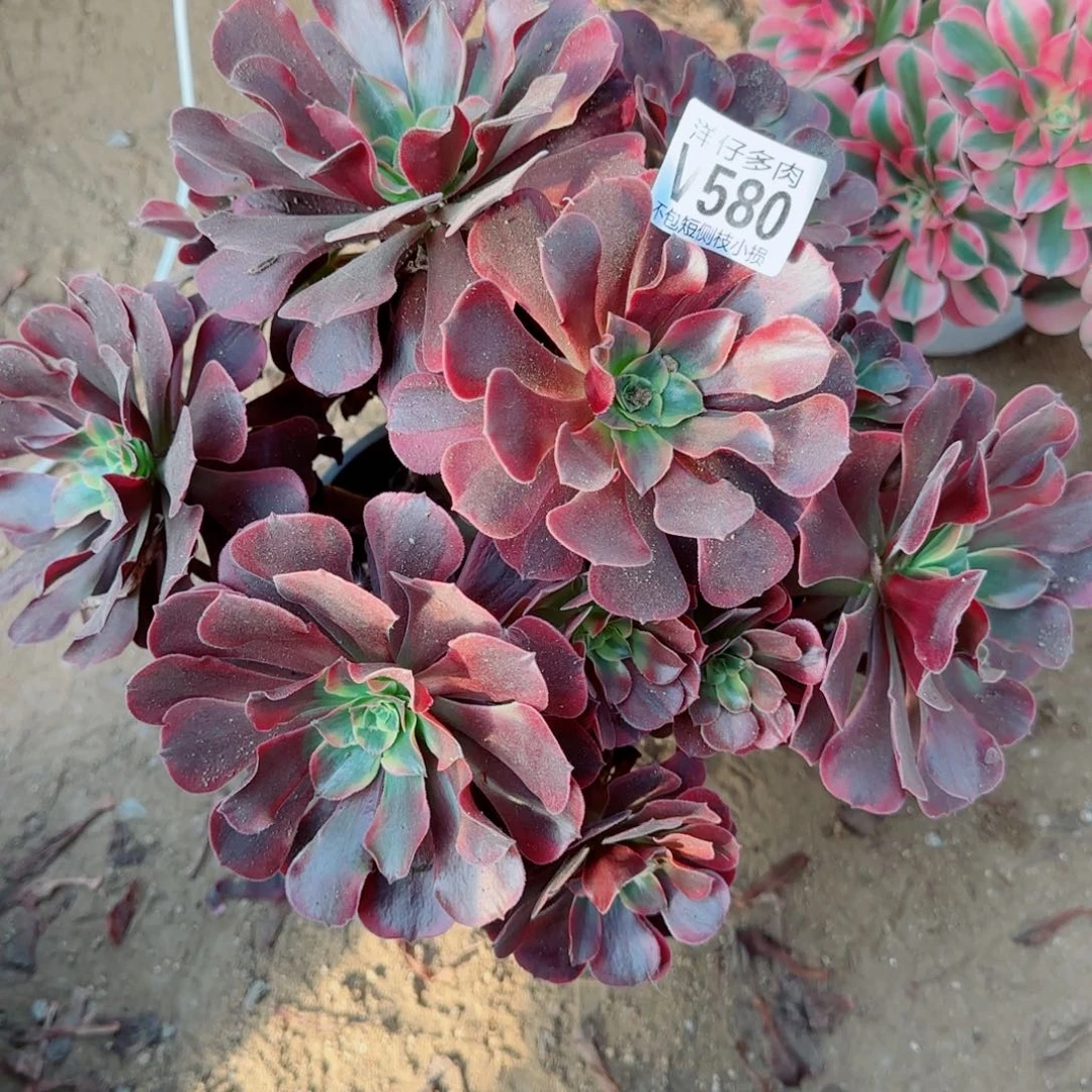 凤冠发师580冠幅25