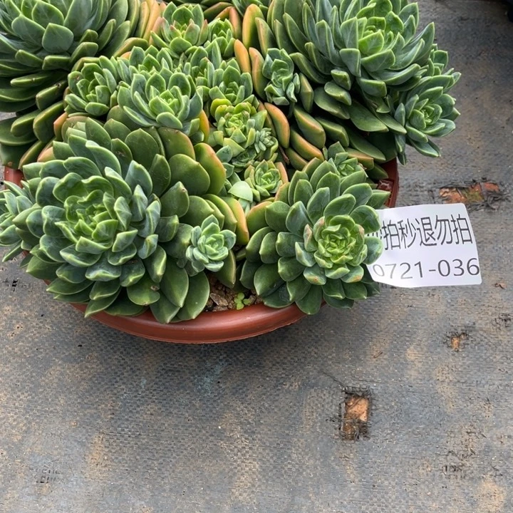 八***柜夏悦多肉0721-36翠鸟
