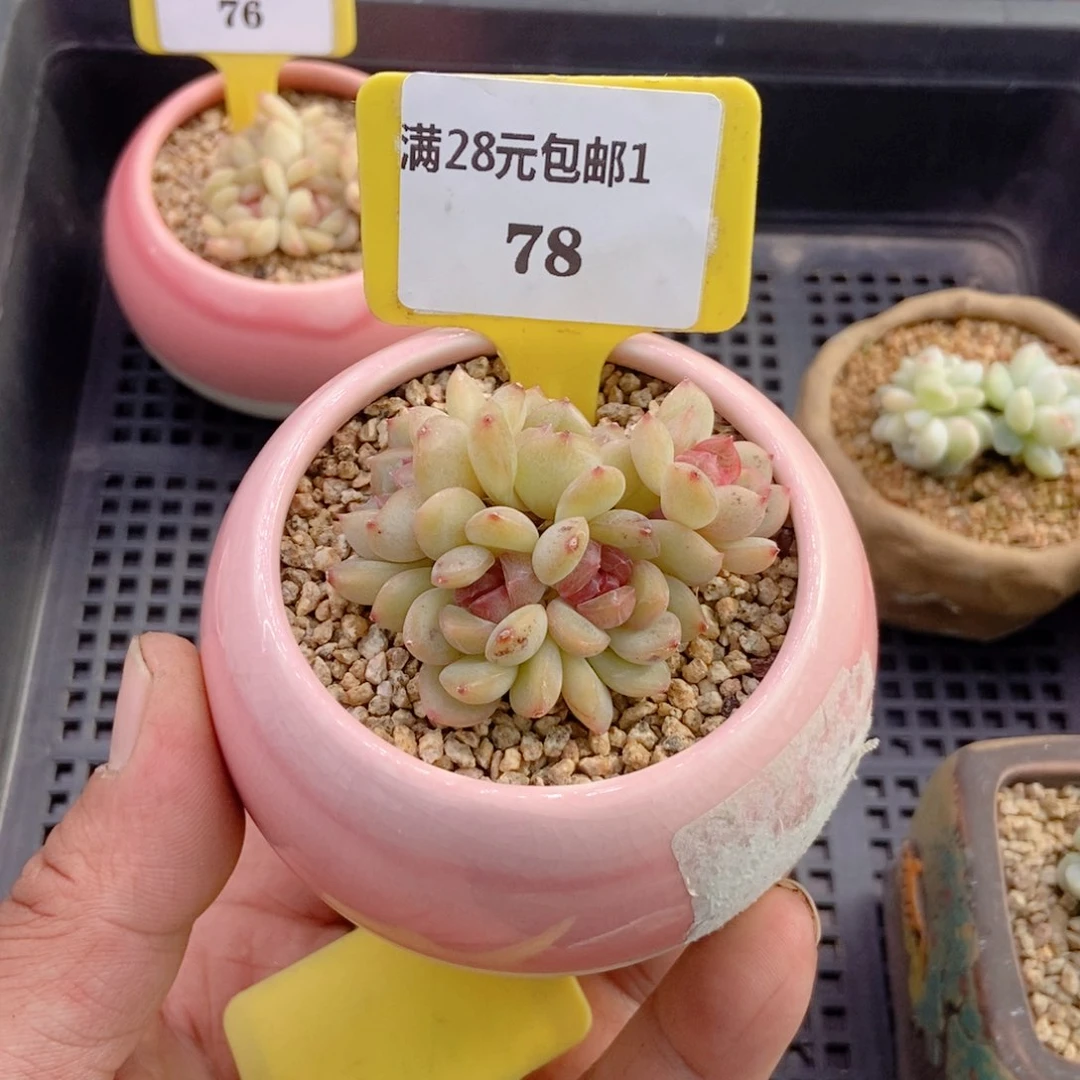 王**?178手琴心多肉植物……