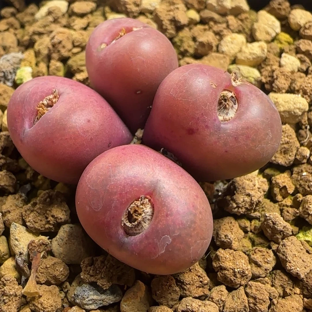 猫**?1.24号多肉吕孤杂78号