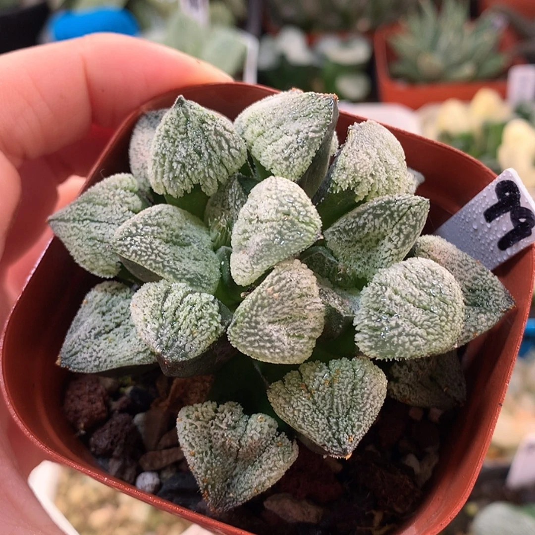 99号双头雪之礼一物一拍