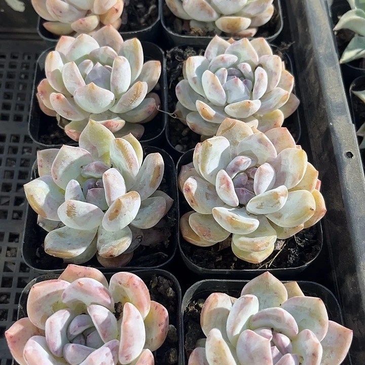 粉雾一颗带盆土发