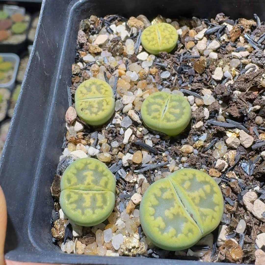 Ssssss便宜出了清货349