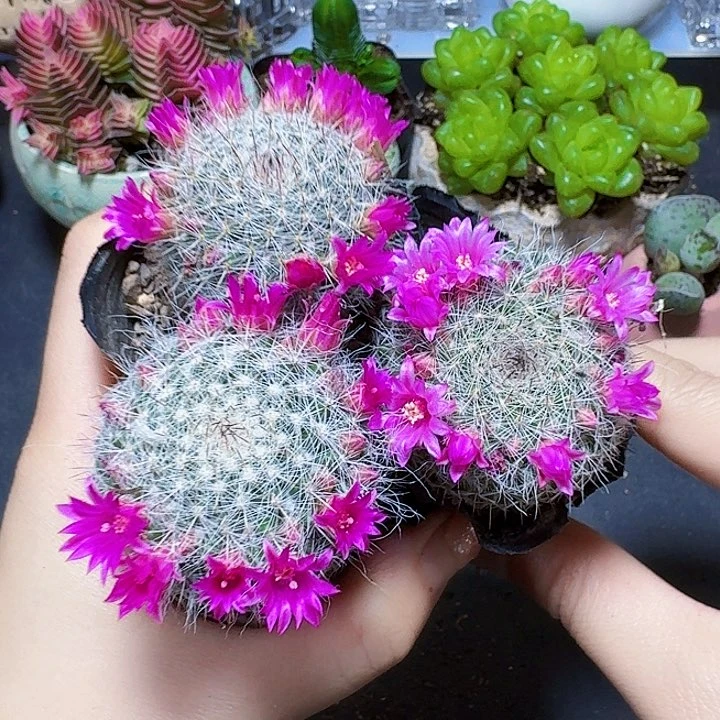 3颗玉翁裸根福利炸