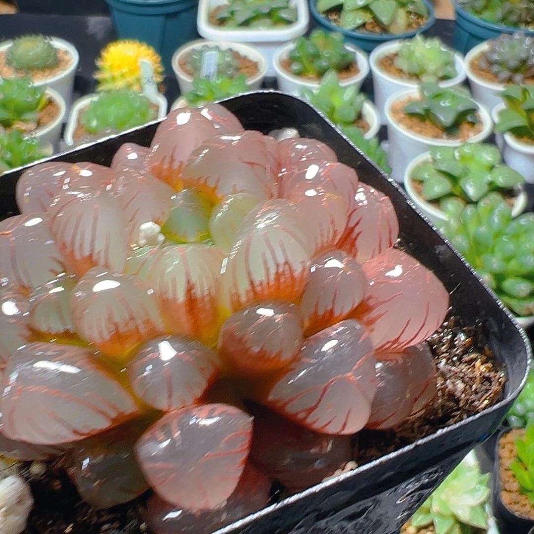 彩虹玉露多肉植物一颗