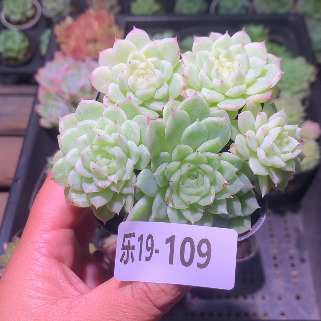 乐然19-109 麦秆群 不包整