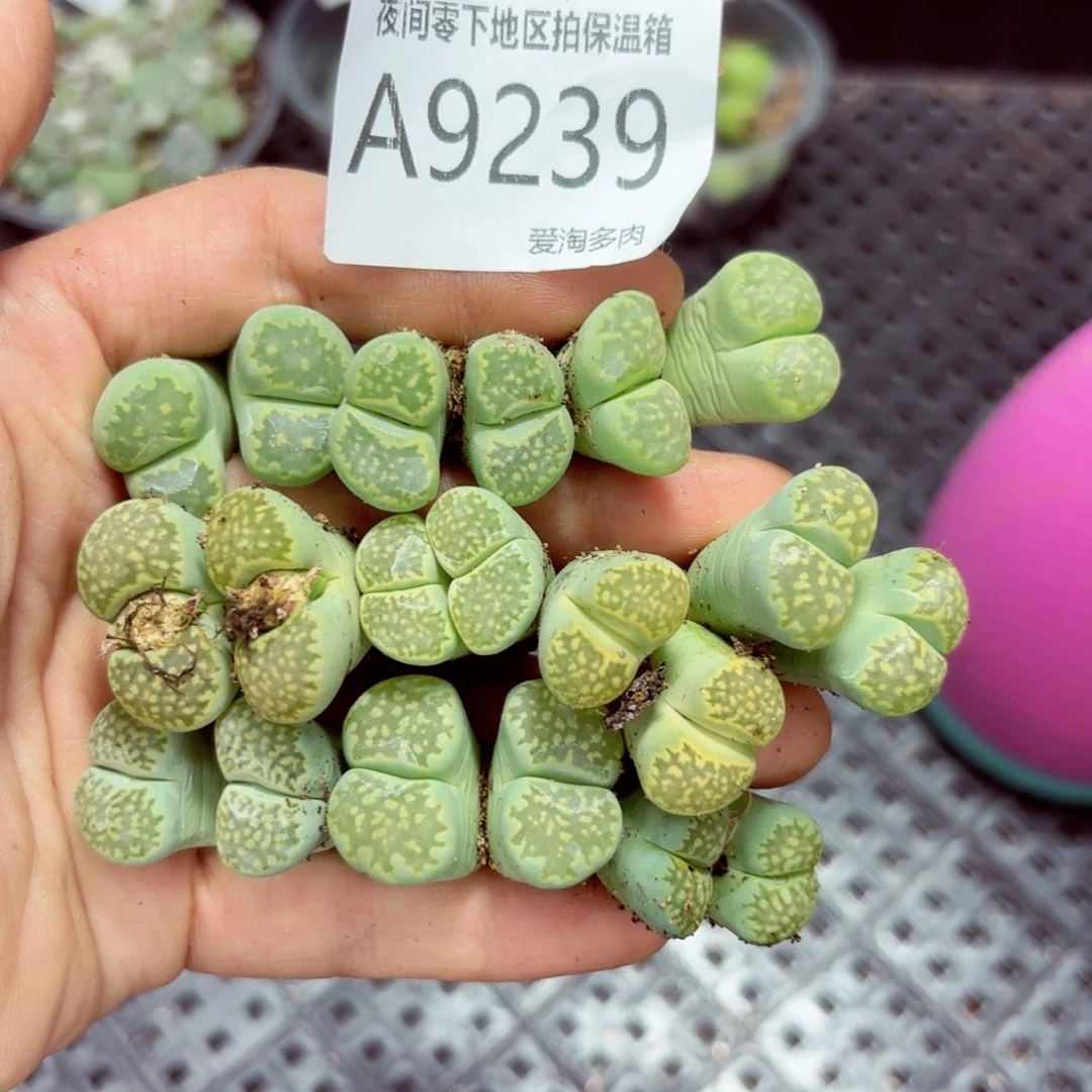 9239––零下地区需拍保温箱