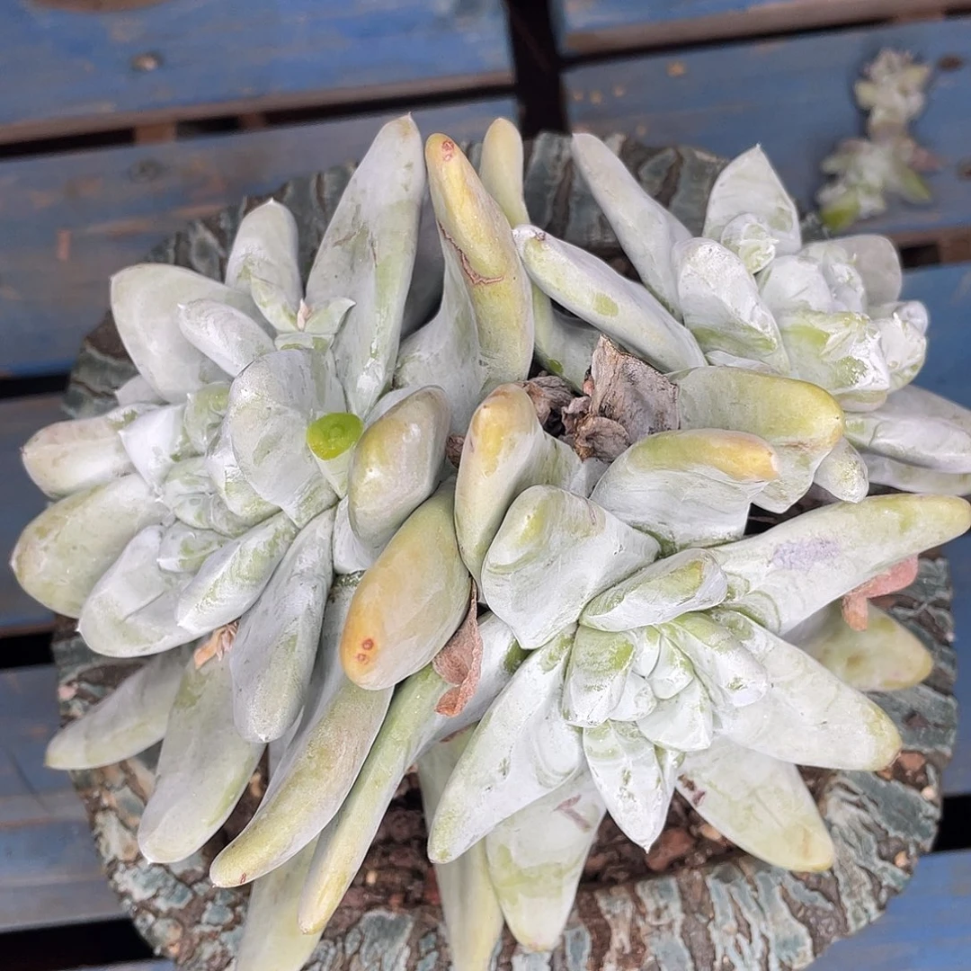 海星叶拇指多头老桩