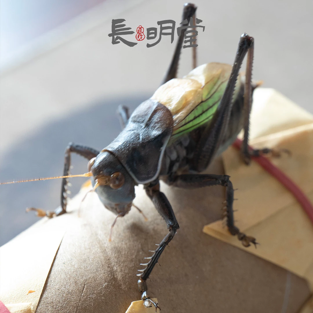 新脱分房炮筒铁蝈蝈