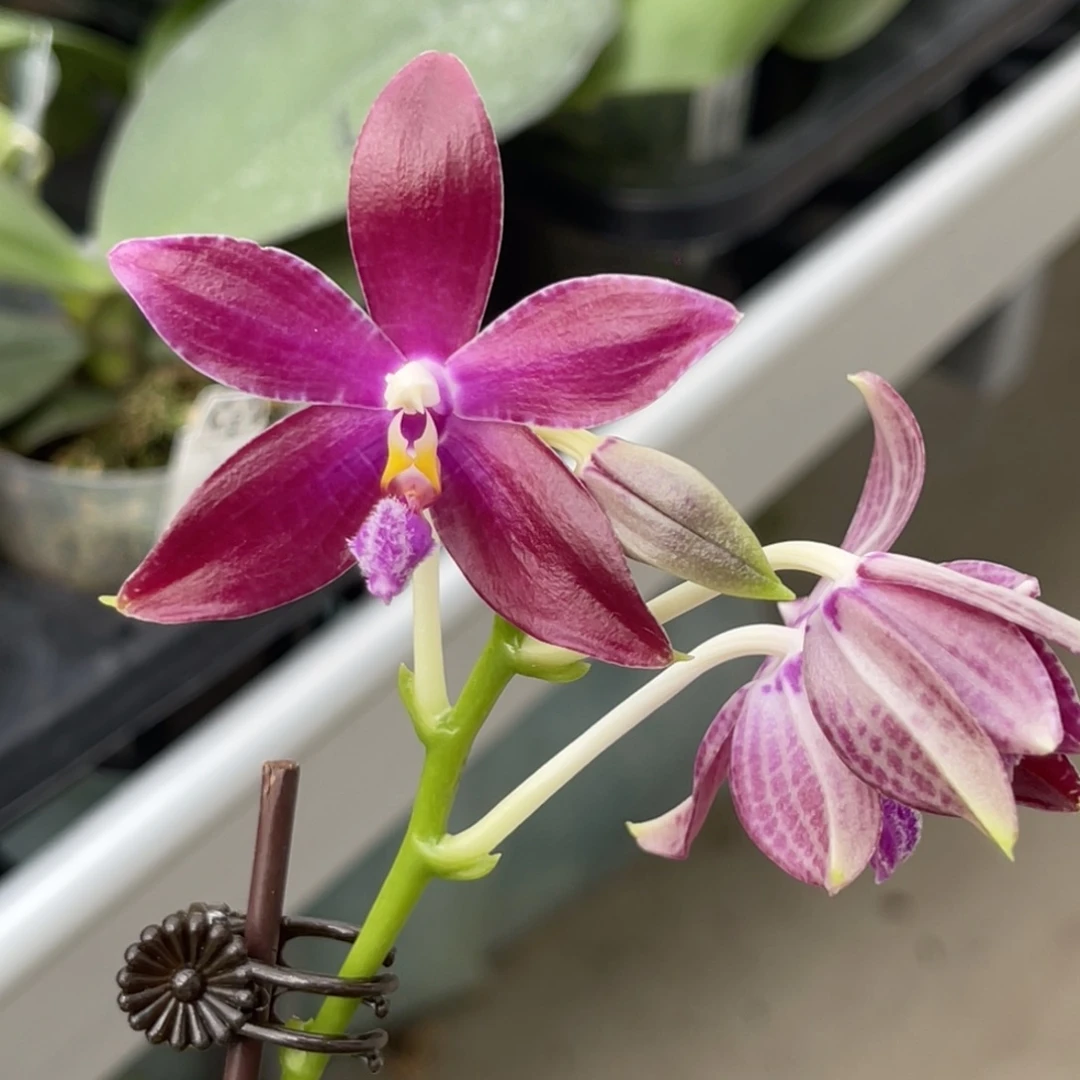 完全开放SWR盾帝-1286