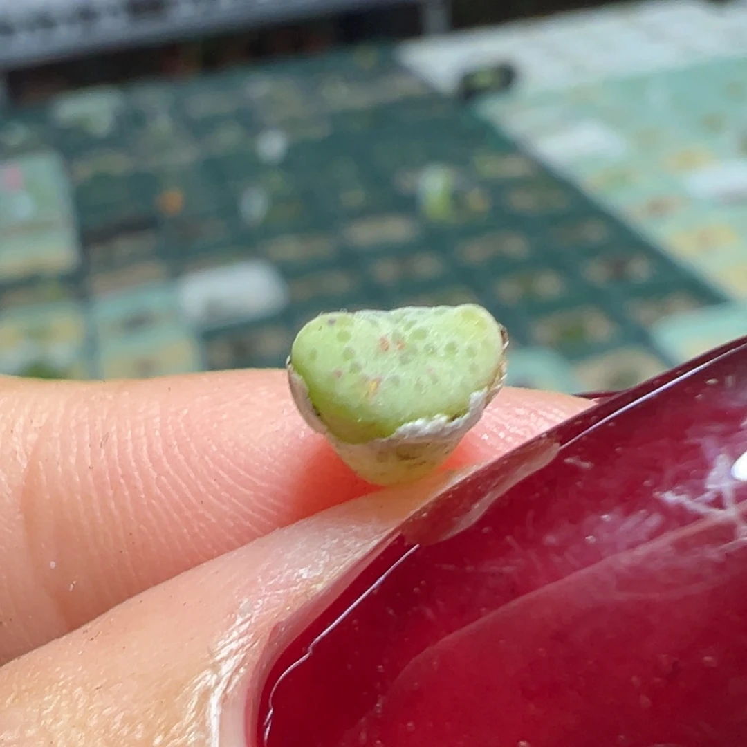毛弹弓杂多肉植物