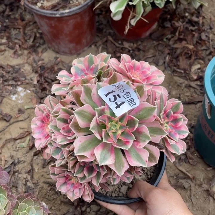 154粉女巫不太圆1