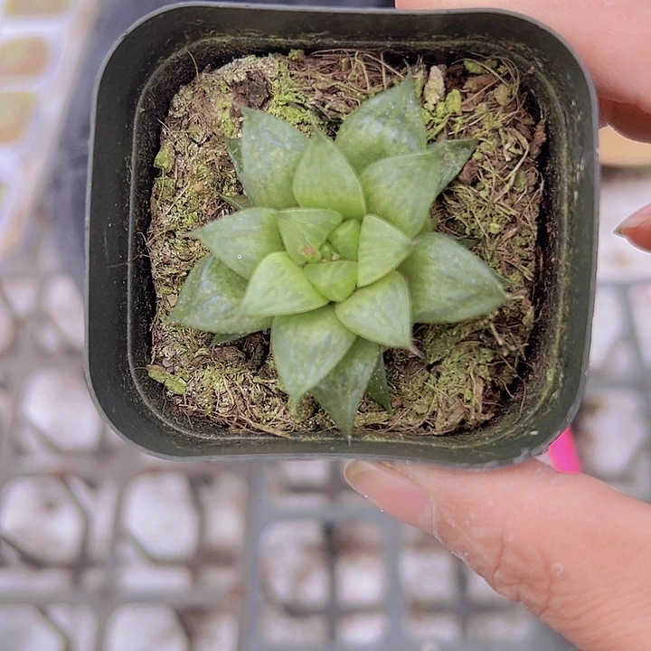 玉露寿19包邮多肉