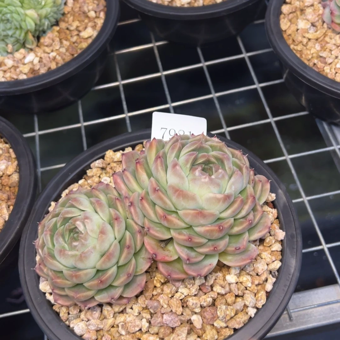 宝7981肉多哦多哦哟多哦