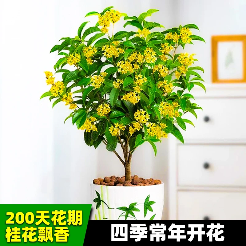 四季桂花开花浓香阳台花卉耐寒盆栽绿植庭院露天苗带土球发货