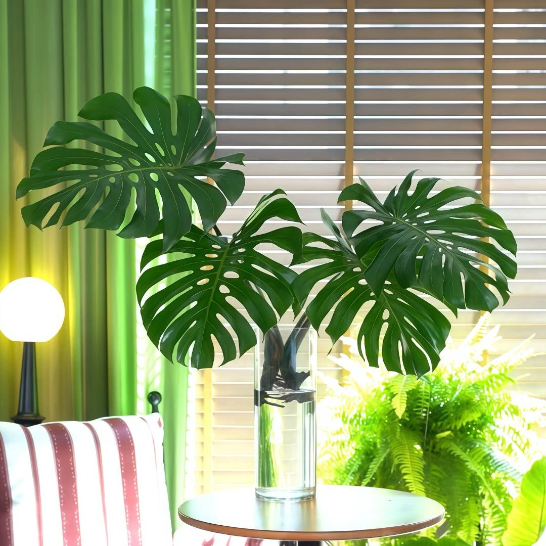 海南基地直发巨无霸大叶已开背大号室内水培观叶绿植种植生长好看
