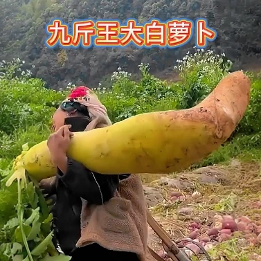 【九斤王特大萝卜种子】四季蔬菜孑子籽种白皮水果秋冬季白