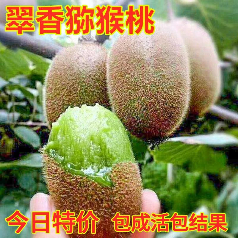 翠香猕猴桃苗南方种植绿心奇异果当年结果嫁接苗绿肉猕猴桃果树苗