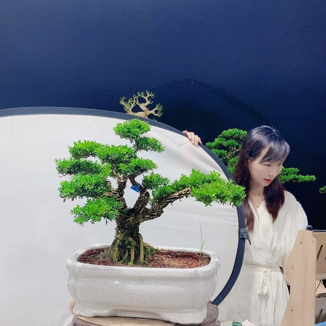 当前无花朵，栽培后可花朵