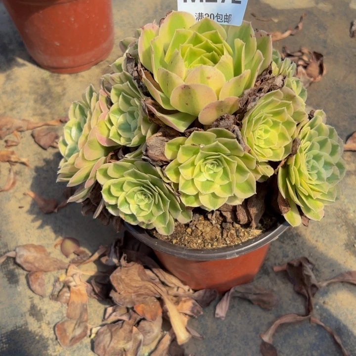 瑞妈多肉园艺272绿体倾城