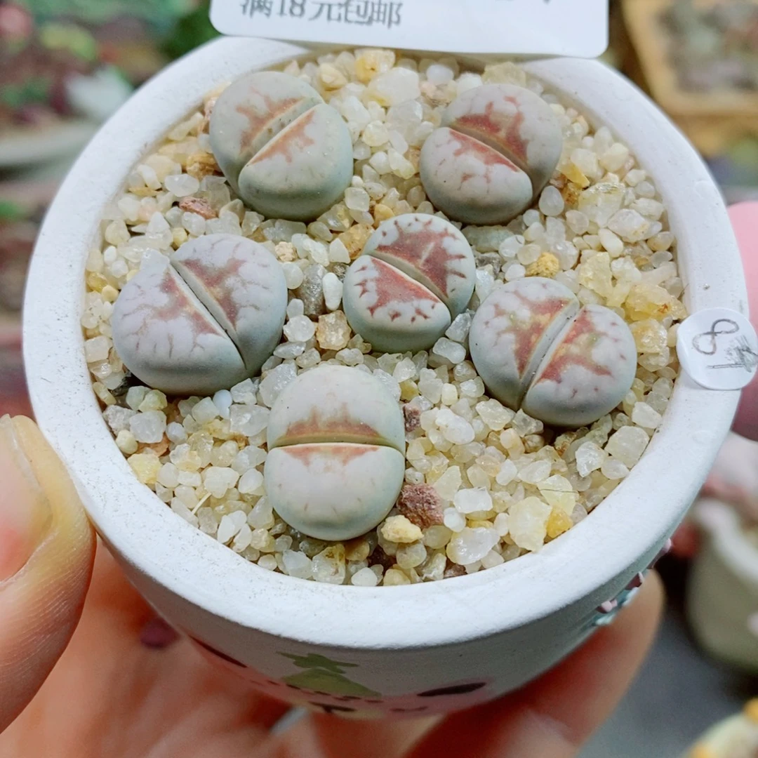 生石花花花花花花花367