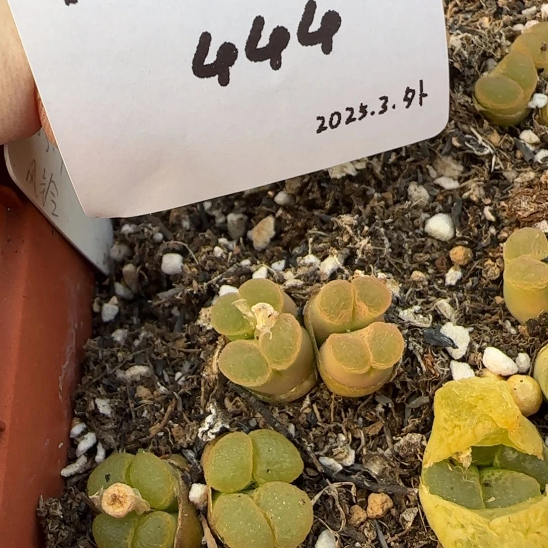 ?*?多肉多肉多肉444