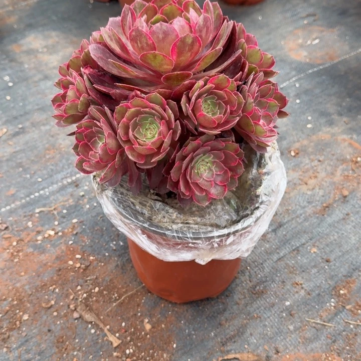 莲花座群生啊啊啊啊啊