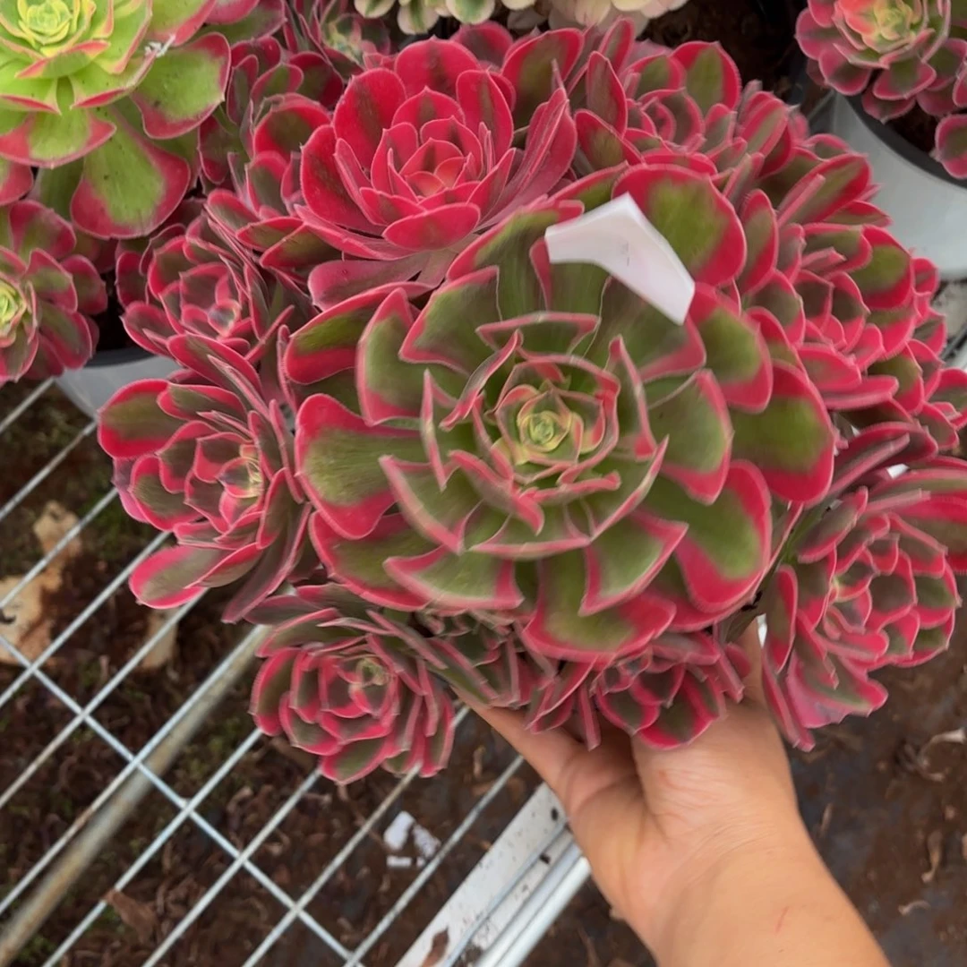 云南粉女郎好看3号