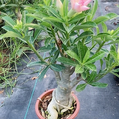 【闪购商品】无花朵阳**孩