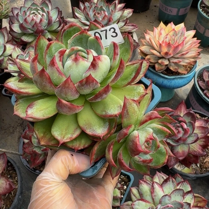 惊鸿仙子 2073........