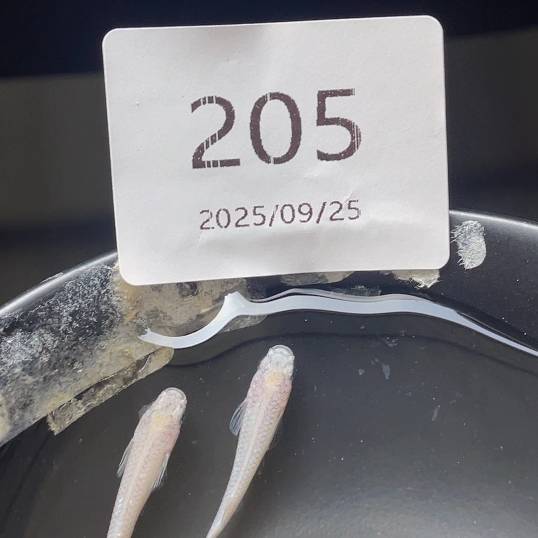 青鳉205白雪公主一对