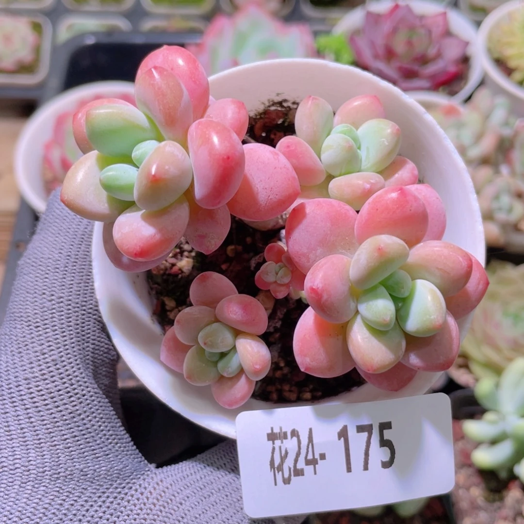 花利美24-175洛神群