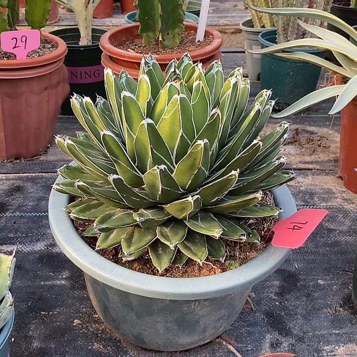 屉之雪龙舌兰一物一拍