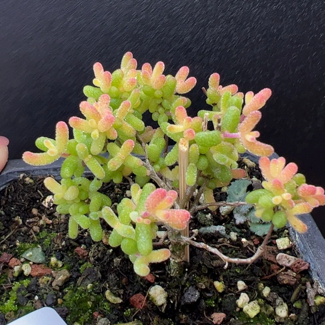 dy5624直杆糖球黄化锦冠幅5cm