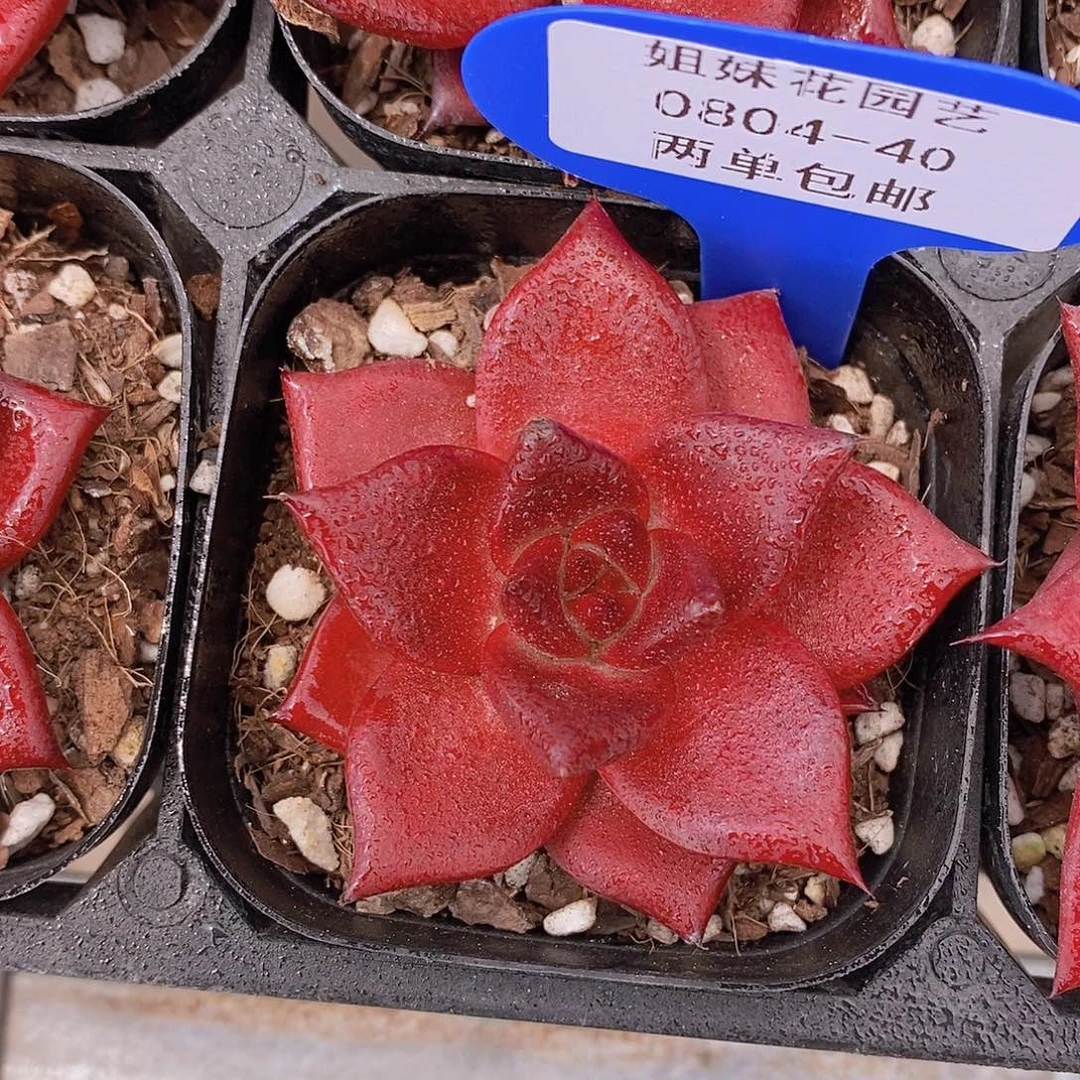 0804-40-罗宾单头福利一颗量拍