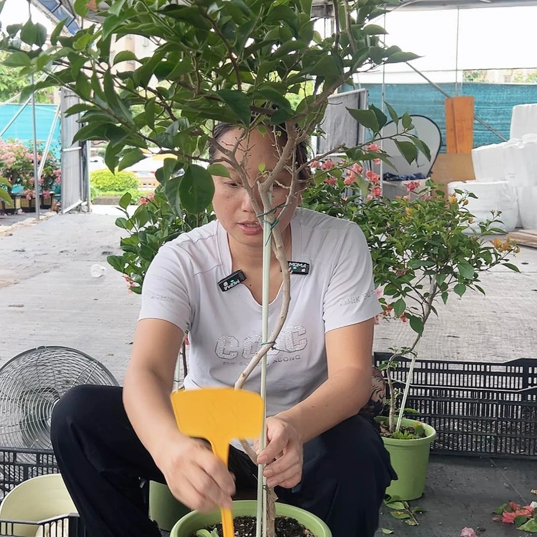 d****大部分开放少量花苞K8佩德罗