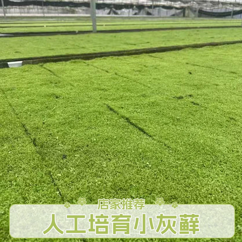 人工苔藓纱布小灰藓苔藓微景观假山水陆雨林造景盆景铺面青苔