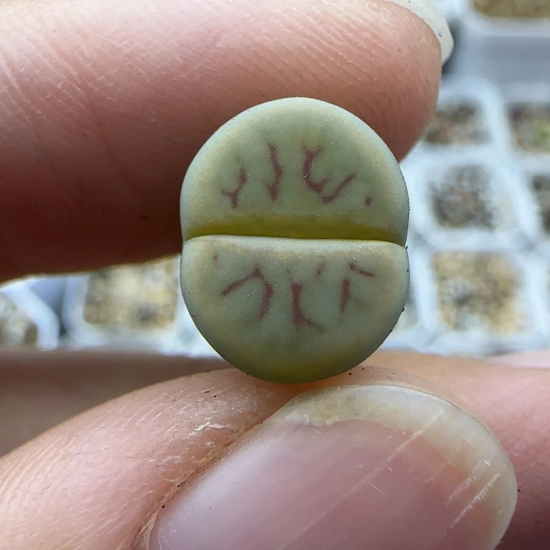 558二蜕线绚烂清框福利30包邮