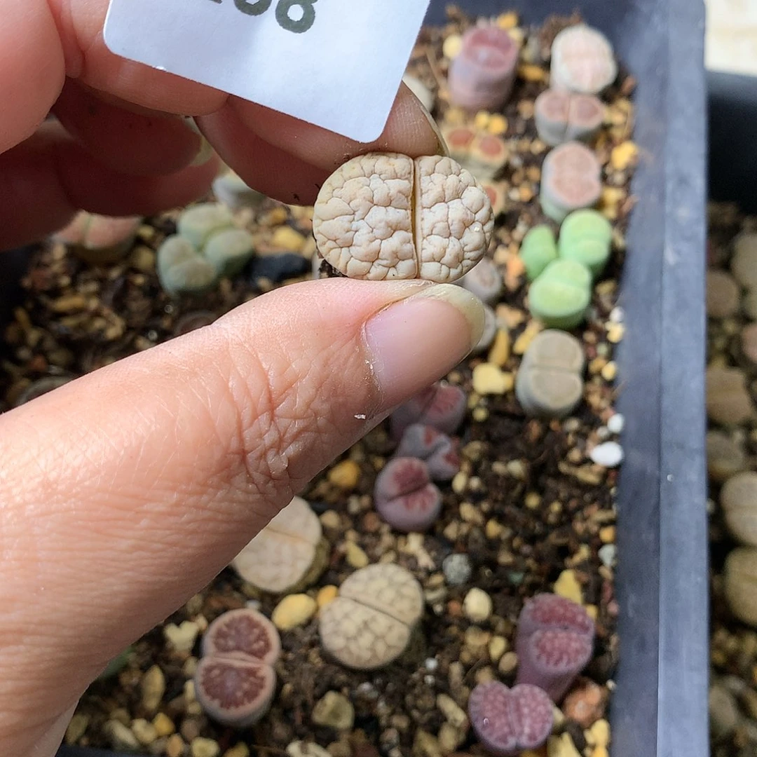 咸*圈E68多肉植物保护