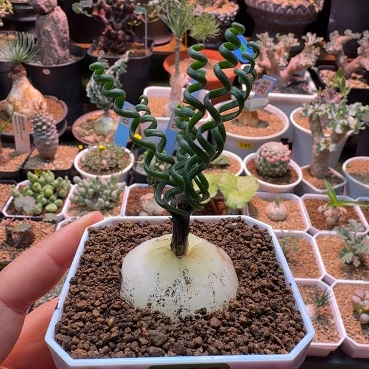 金***财钢丝球弹簧草146 仙人球