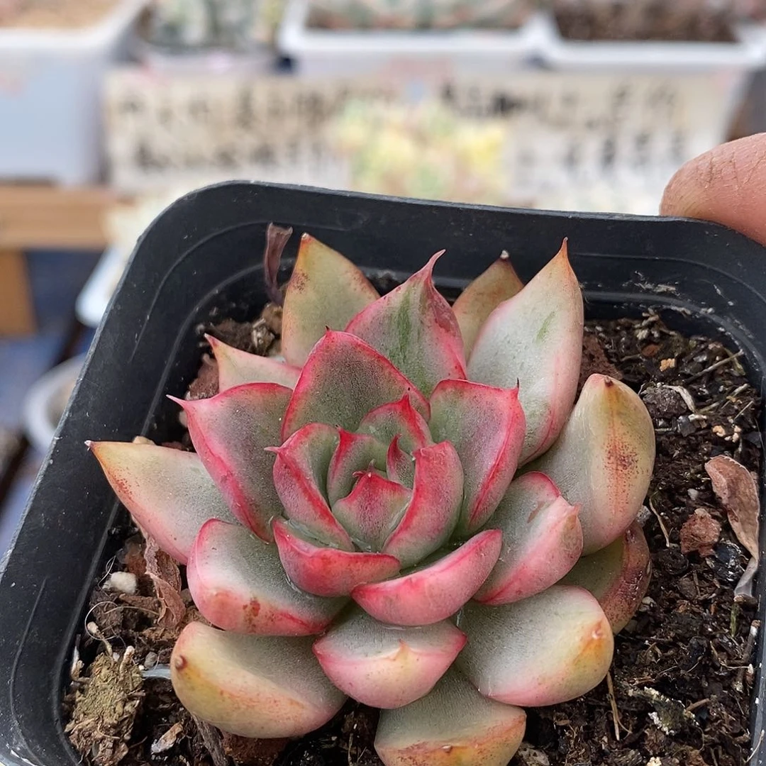 02217 漂亮玛利亚锦