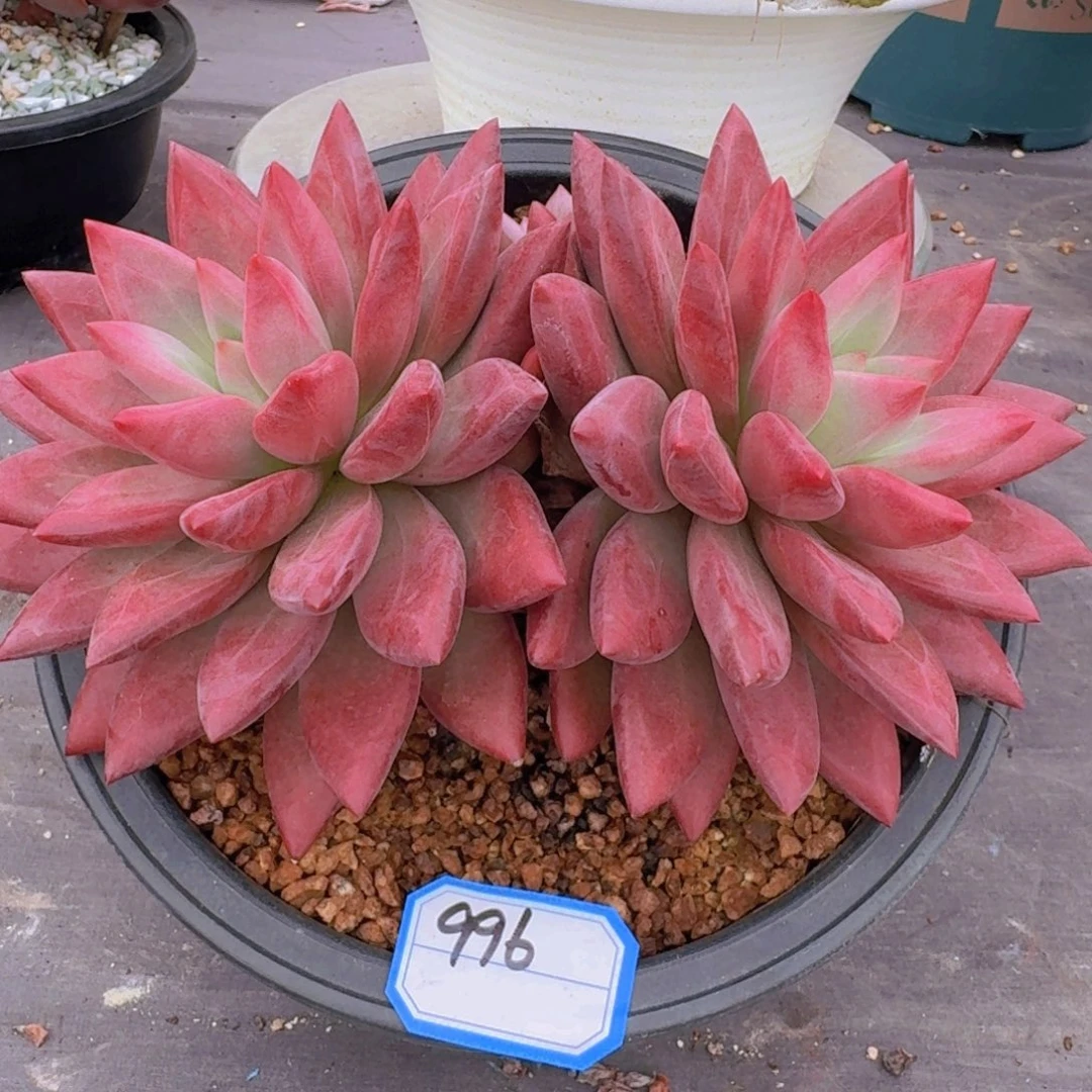 996赫菲虞凡艺多肉